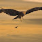 Black Kite