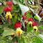 Lantern Plant