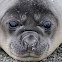 Southern Elephant Seal (female)