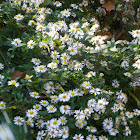 Frost Aster
