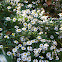 Frost Aster