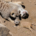 Meerkats (with pup)