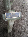 Edna Barnefuer Memorial Tree