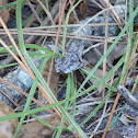 Florida Cricket Frog
