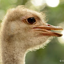 Ostrich bird