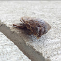 Giant water bug