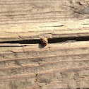 Lady bug
