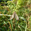 Scorpion Fly