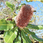 Banksia sp.