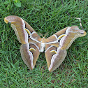 Ailanthus Silk Moth