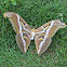 Ailanthus Silk Moth