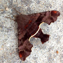 Nessus Sphinx