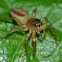 Dimorphic jumper (female)