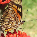 Juno Longwing