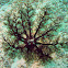 Magnum Sea Cucumber