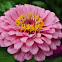 Zinnia