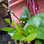Ceylon Spinach, Malabar Spinach
