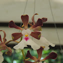 Orquidea