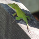 Carolina Anole