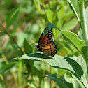 Viceroy Butterfly