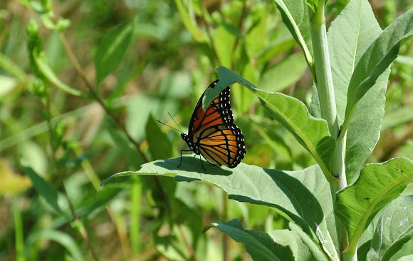 Spotting Image 1