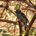 Downy Woodpecker