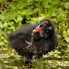Polla de agua (Common Moorhen)