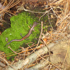 Red Salamander
