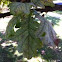 Oak leaf