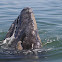 Gray Whale