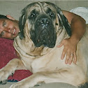 English Mastiff