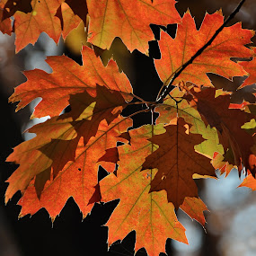 Leaves by Gabriel Catalin - Nature Up Close Flowers