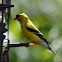 American Goldfinch