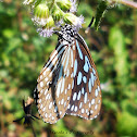 Dark Blue tiger