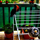 Noisy Miner and Rainbow Lorikeets