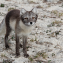 Arctic Fox