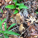 Yellow Sponge Morel
