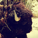American bison