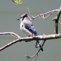 Blue Jay