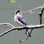 Blue Jay