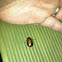 june beetle