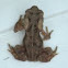 American Toad