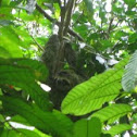 Three-toed Sloth