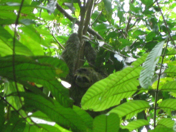Spotting Image 1