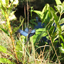 Blue dragonfly