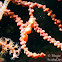 Denise's Pygmy Seahorse