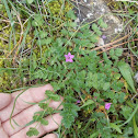 Redstem filaree