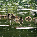 Tufted Duck Babies