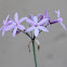 Wild Garlic (Flower)