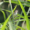 Singing Cisticola